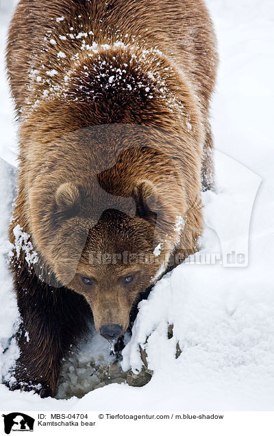Kamtschatkabr / Kamtschatka bear / MBS-04704