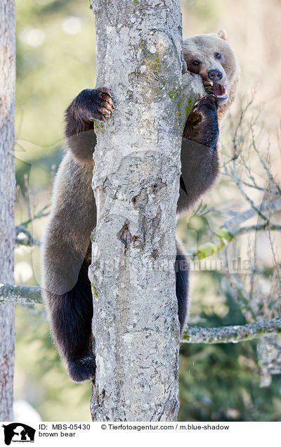 brown bear / MBS-05430