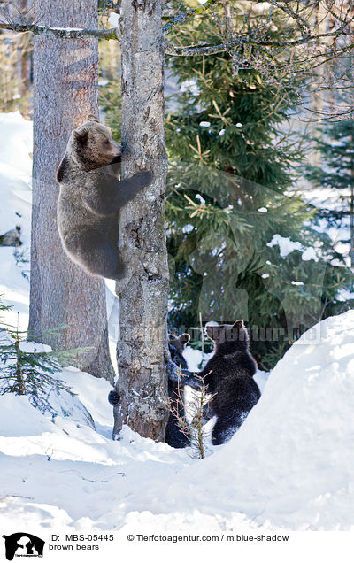 Europische Braunbren / brown bears / MBS-05445