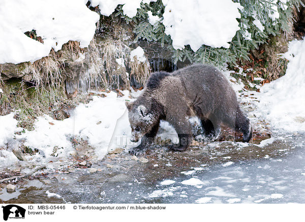 brown bear / MBS-05446