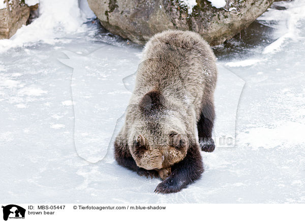 Europischer Braunbr / brown bear / MBS-05447