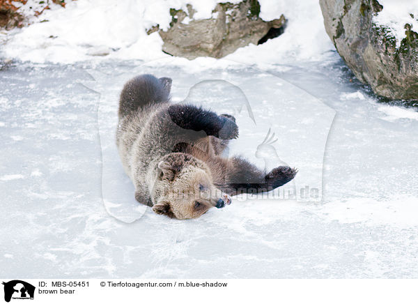 Europischer Braunbr / brown bear / MBS-05451