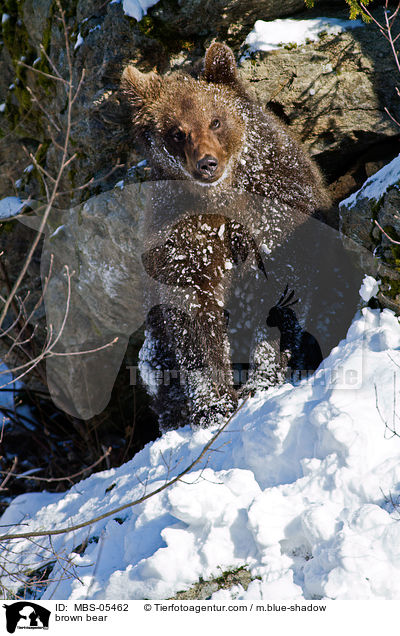 brown bear / MBS-05462