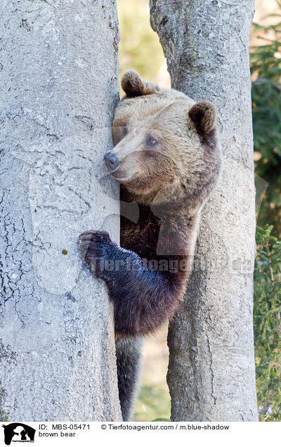 Europ�ischer Braunb�r / brown bear / MBS-05471