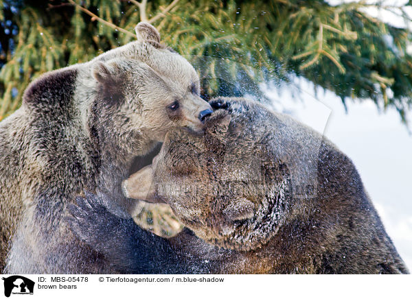 brown bears / MBS-05478