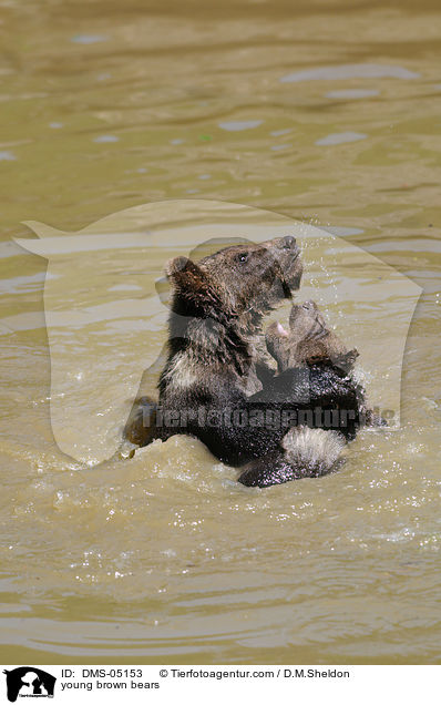 young brown bears / DMS-05153