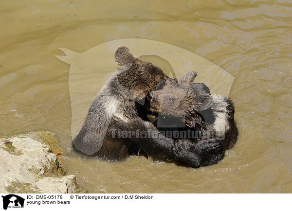 junge Europische Braunbren / young brown bears / DMS-05178