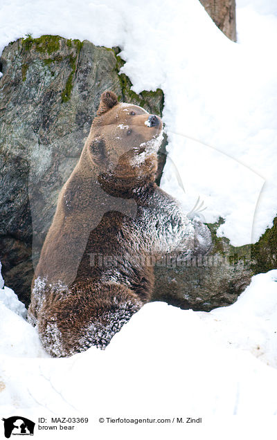 brown bear / MAZ-03369