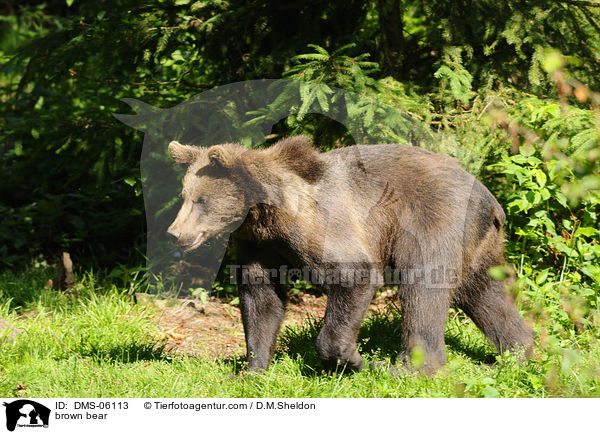brown bear / DMS-06113