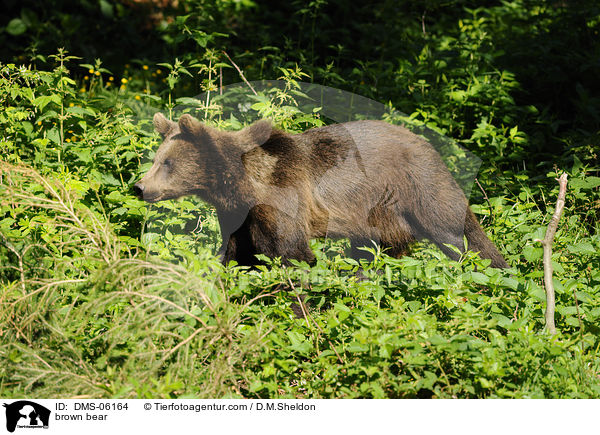 brown bear / DMS-06164