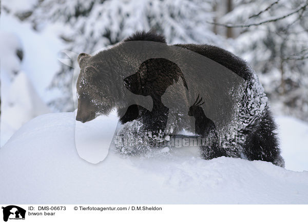 brwon bear / DMS-06673