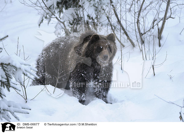 brwon bear / DMS-06677