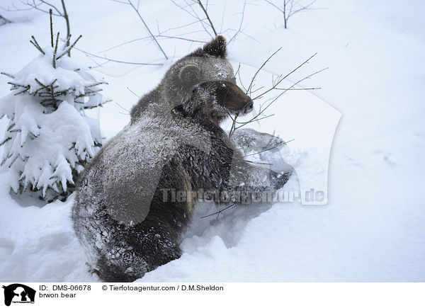 brwon bear / DMS-06678