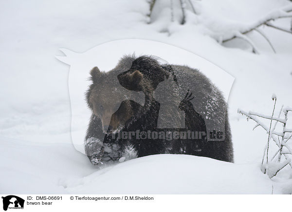 brwon bear / DMS-06691