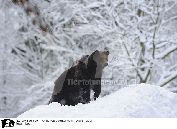 brwon bear / DMS-06709