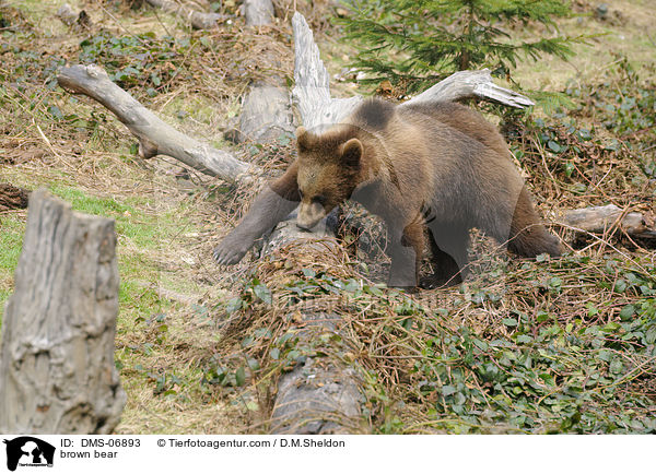 Europischer Braunbr / brown bear / DMS-06893