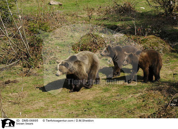 Europische Braunbren / brown bears / DMS-06895