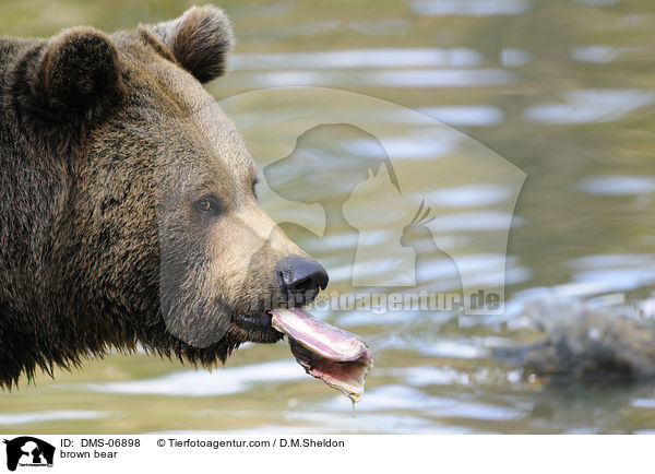 Europischer Braunbr / brown bear / DMS-06898