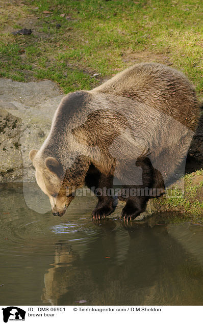 brown bear / DMS-06901