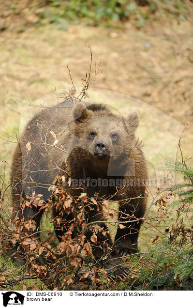 brown bear / DMS-06910