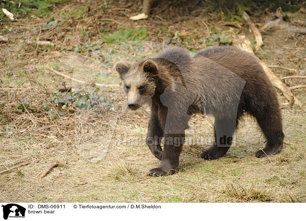Europischer Braunbr / brown bear / DMS-06911