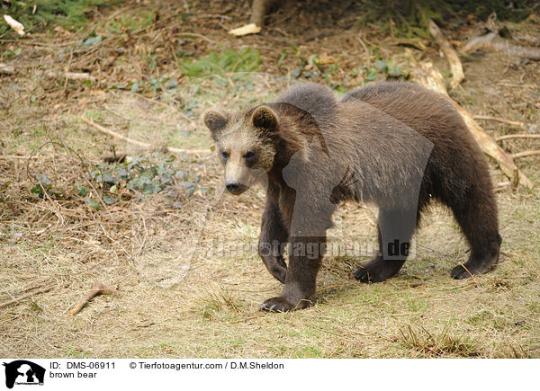 brown bear / DMS-06911