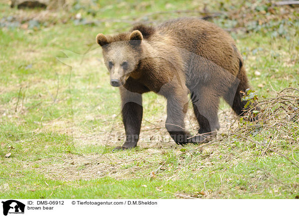 brown bear / DMS-06912