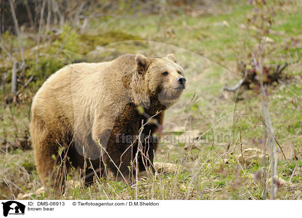 Europischer Braunbr / brown bear / DMS-06913