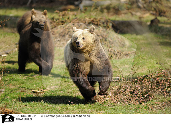 brown bears / DMS-06914