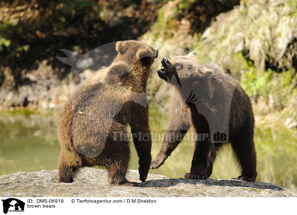 Europische Braunbren / brown bears / DMS-06918