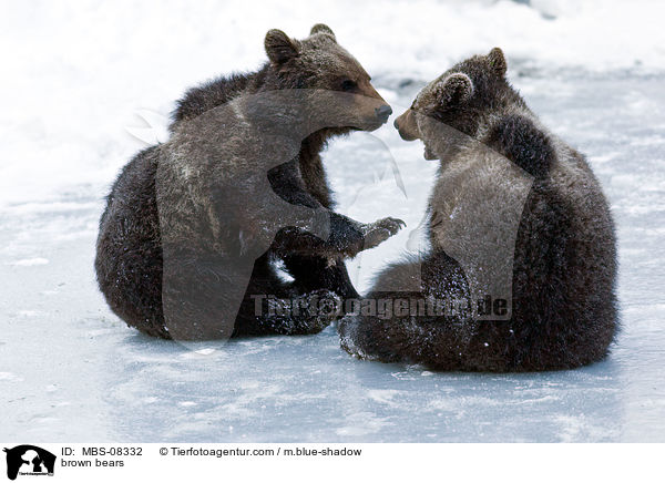 brown bears / MBS-08332