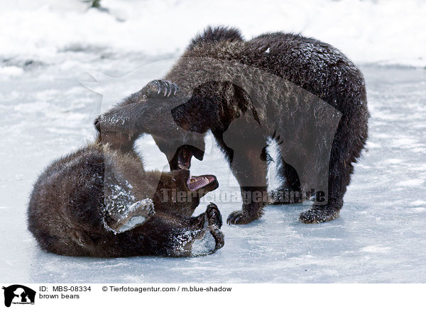 brown bears / MBS-08334