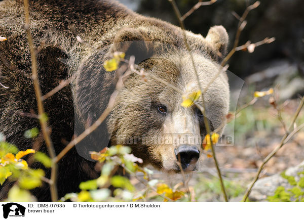 brown bear / DMS-07635