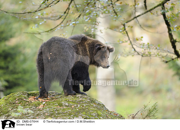 brown bear / DMS-07644