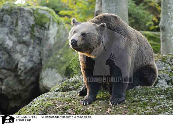 brown bear / DMS-07662