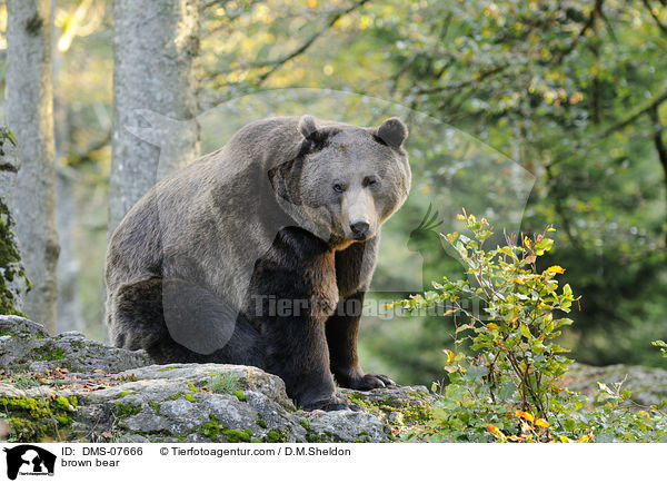 brown bear / DMS-07666