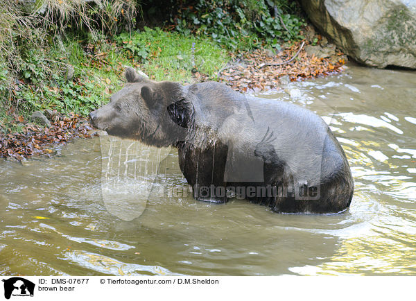 brown bear / DMS-07677