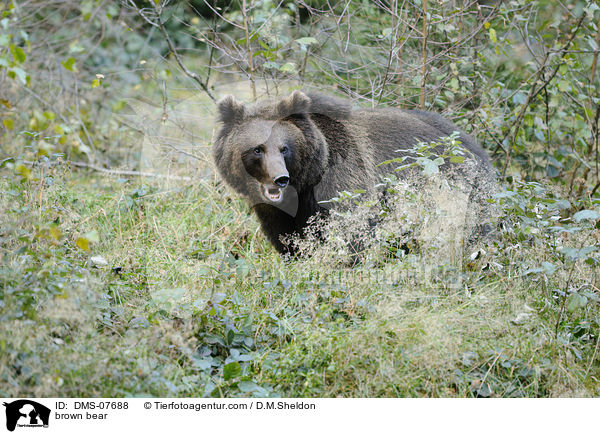 brown bear / DMS-07688