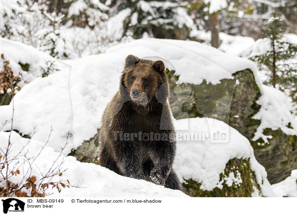 Europischer Braunbr / brown bear / MBS-09149
