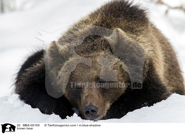 Europischer Braunbr / brown bear / MBS-09165