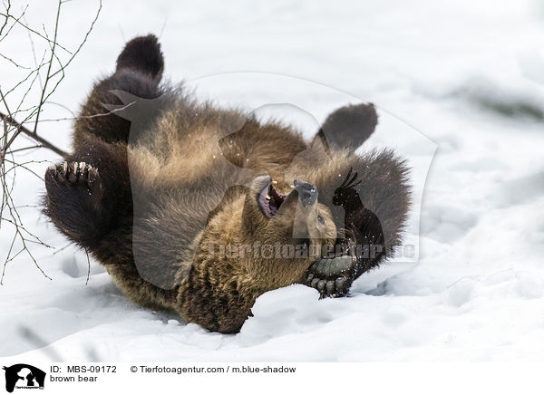 Europischer Braunbr / brown bear / MBS-09172