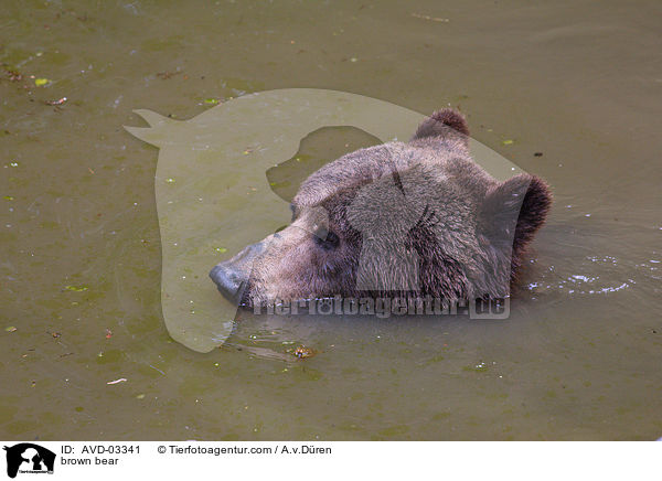 brown bear / AVD-03341
