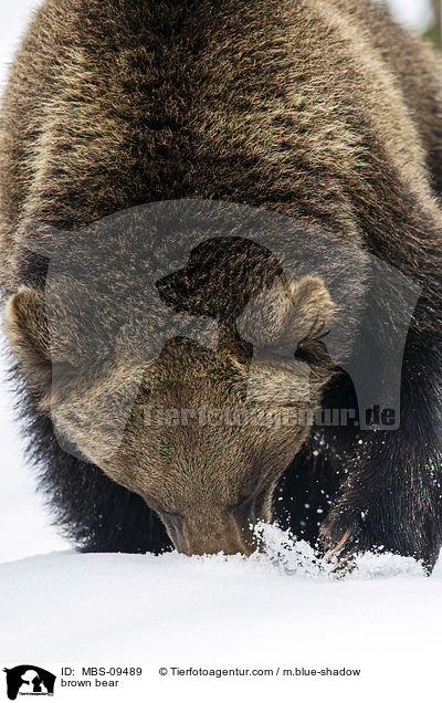 brown bear / MBS-09489