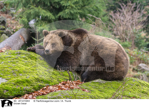 brown bear / AT-01944