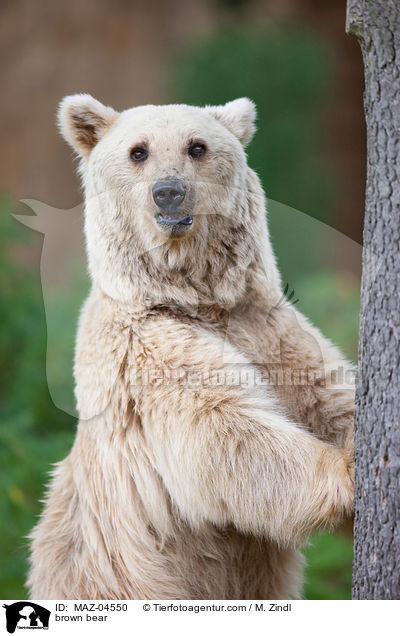 brown bear / MAZ-04550