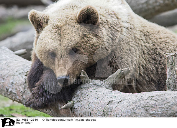 Europ�ischer Braunb�r / brown bear / MBS-12646