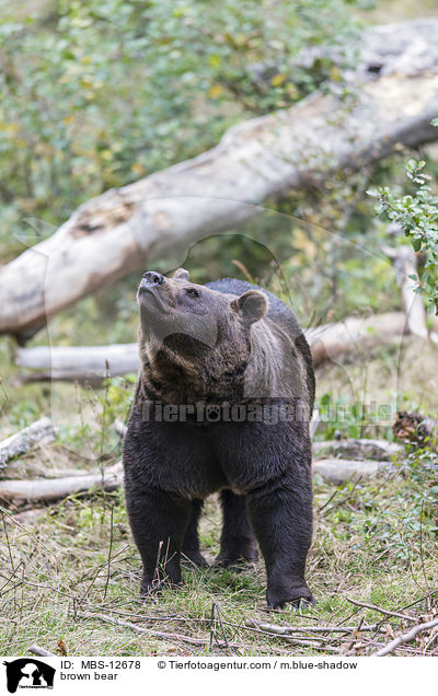 Europ�ischer Braunb�r / brown bear / MBS-12678