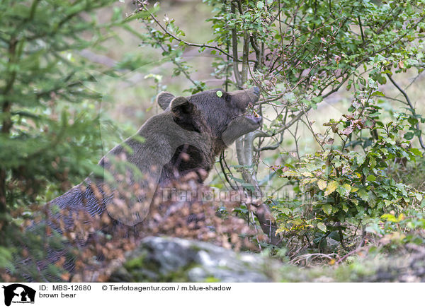 Europ�ischer Braunb�r / brown bear / MBS-12680