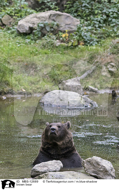 Europischer Braunbr / brown bear / MBS-12689
