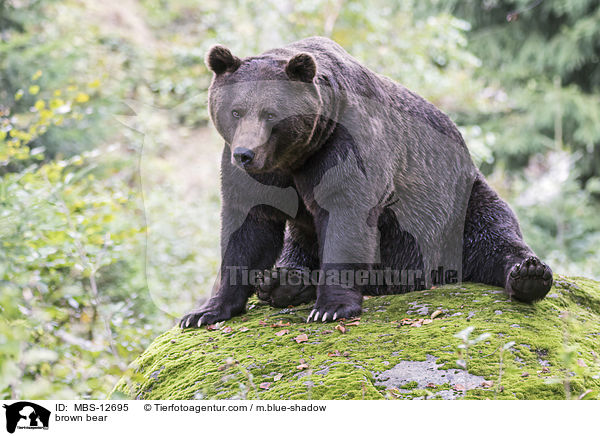 brown bear / MBS-12695